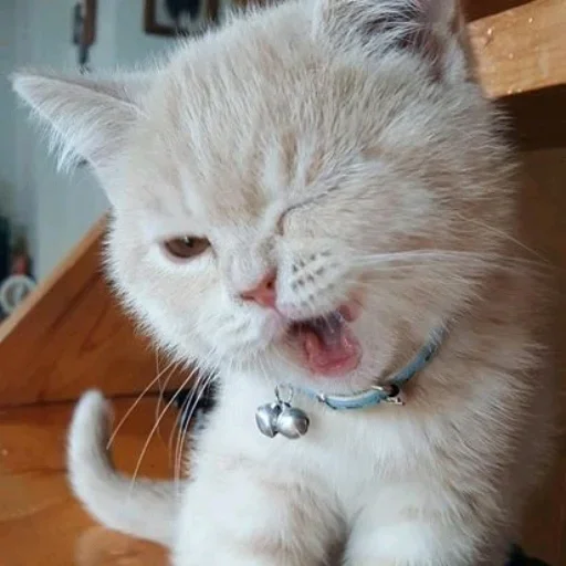 Стикер Котики