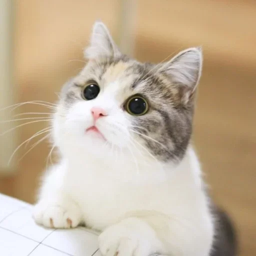 Стикер Котики