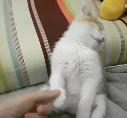 Стикер My imaginaruim cats