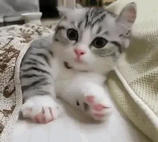 Стикер My imaginaruim cats