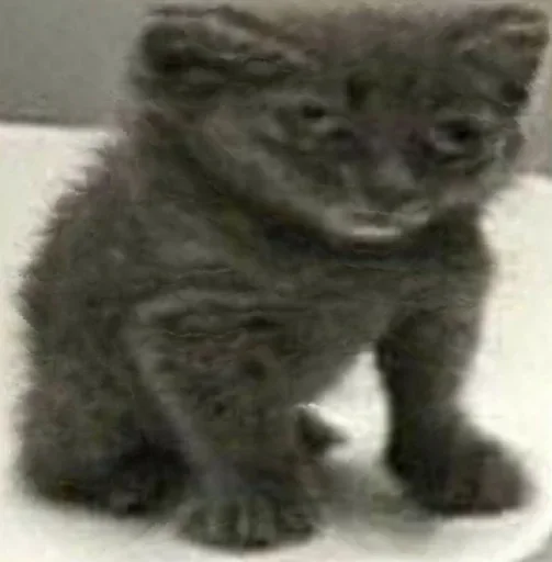 Стикер китики