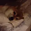 Стикер Милые Песики