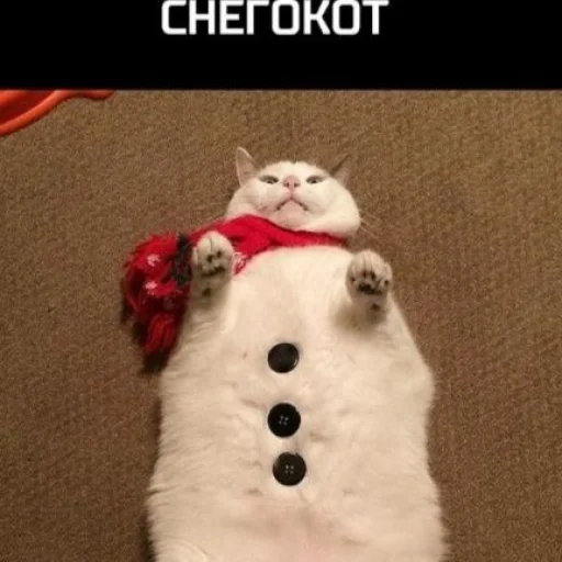 Стикер нг котики