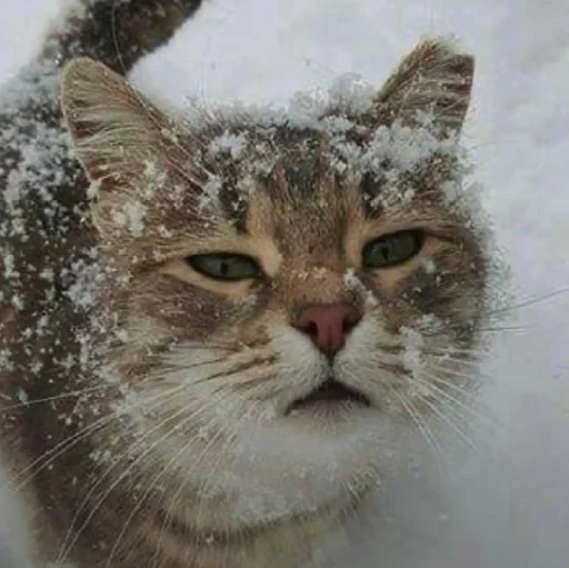 Стикер нг котики