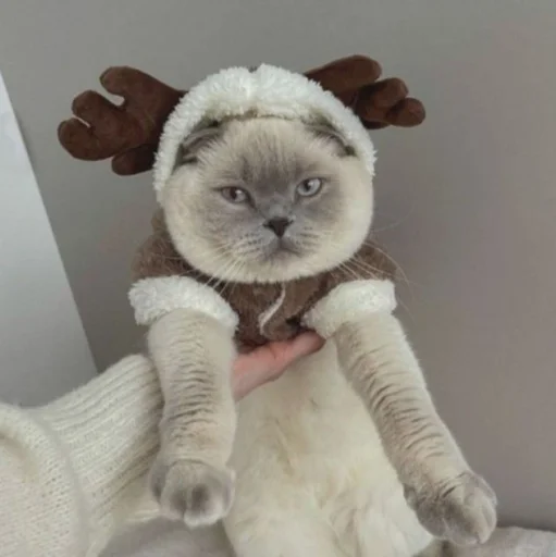 Стикер нг котики