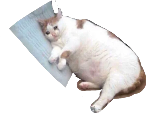 Стикер Regretti Spaghetti