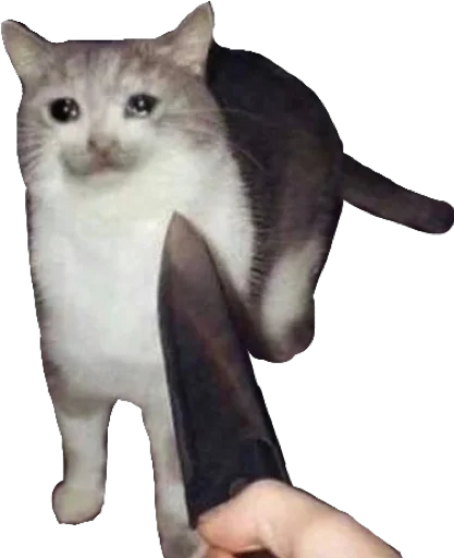 Стикер Regretti Spaghetti