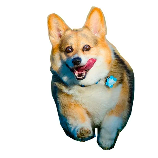 Стикер Corgis