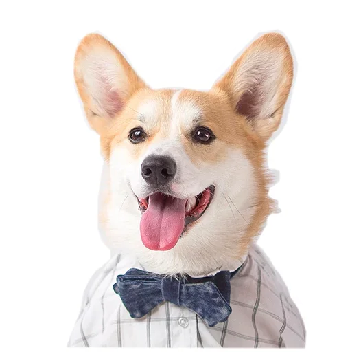 Стикер Corgis
