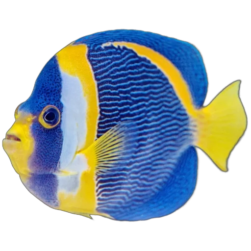 Стикер Жители океана