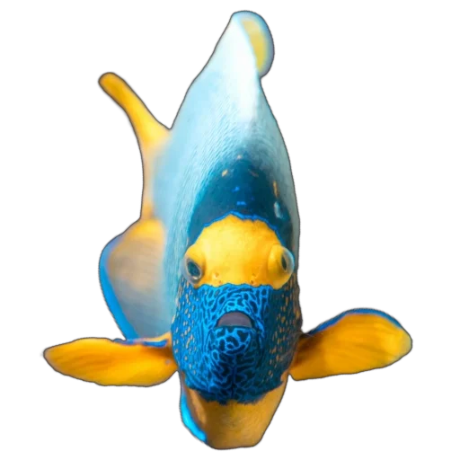 Стикер Жители океана