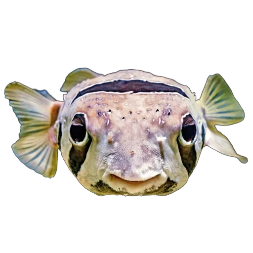 Стикер Жители океана