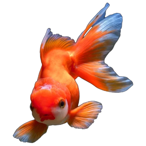 Стикер Жители океана