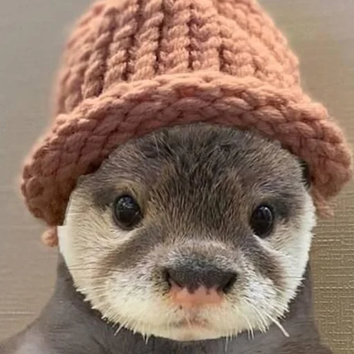 Стикер otter