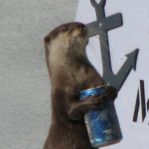 Стикер otter
