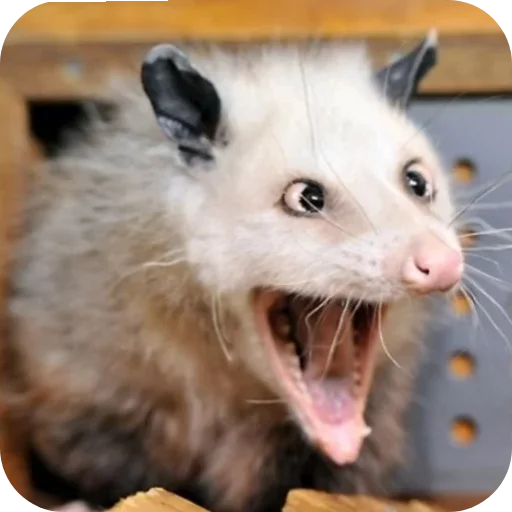 Стикер Ох уж эти опоссумы