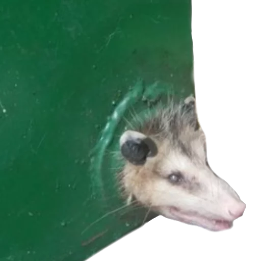 Стикер Ох уж эти опоссумы