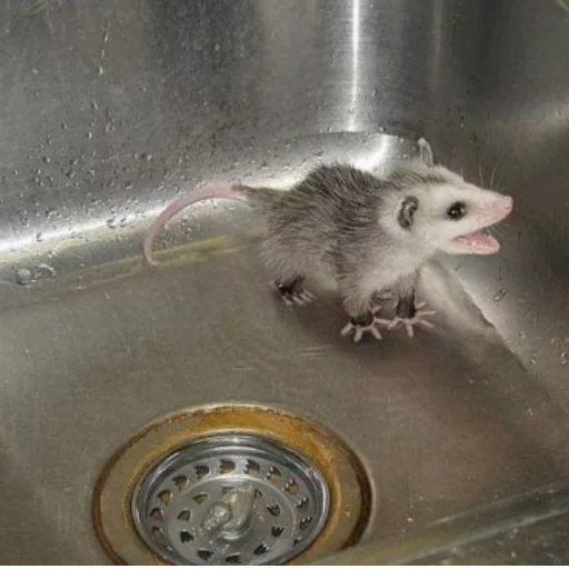 Стикер Ох уж эти опоссумы