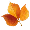 Эмодзи осенние листья