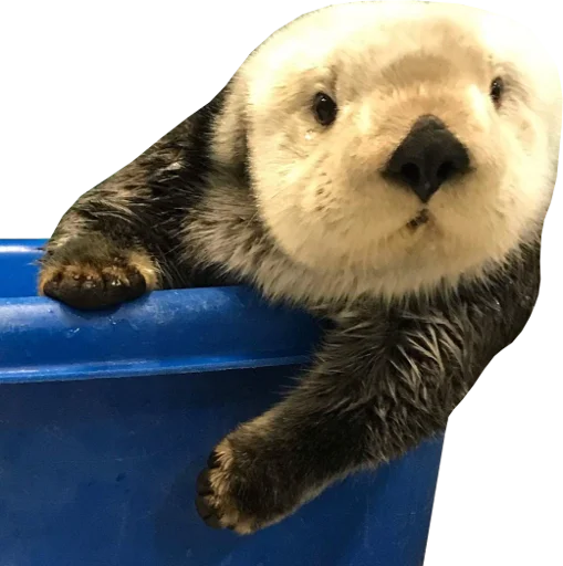 Стикер Otters Gotta Ott 4