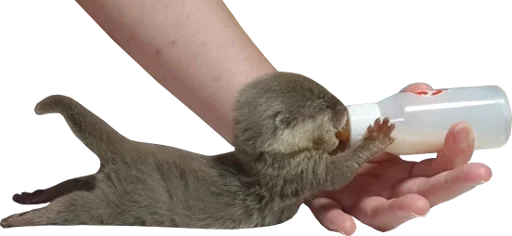 Стикер Otters Gotta Ott 4