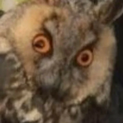 Стикер Совушки