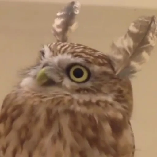 Стикер Совушки