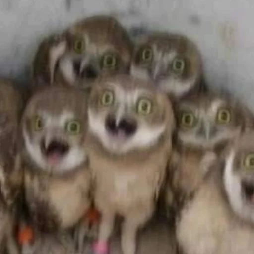 Стикер Совушки