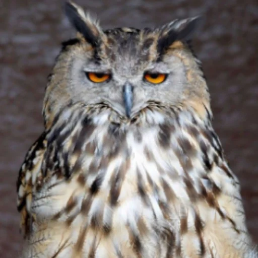 Стикер Совушки