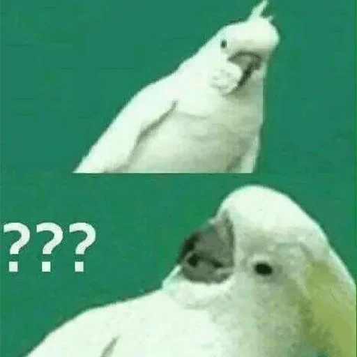 Стикер Папужки