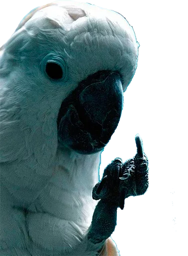 Стикер Папужки