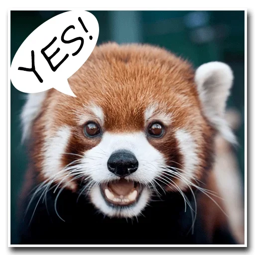 Стикер Pands Attack Us