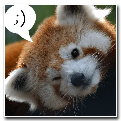 Стикер Pands Attack Us