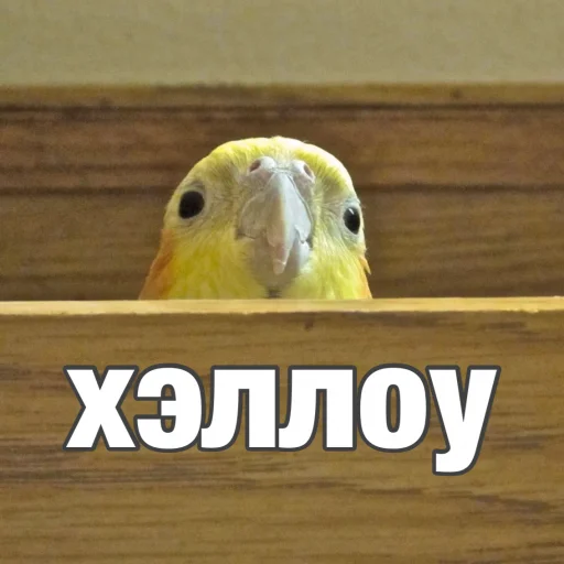 Стикер Попуги