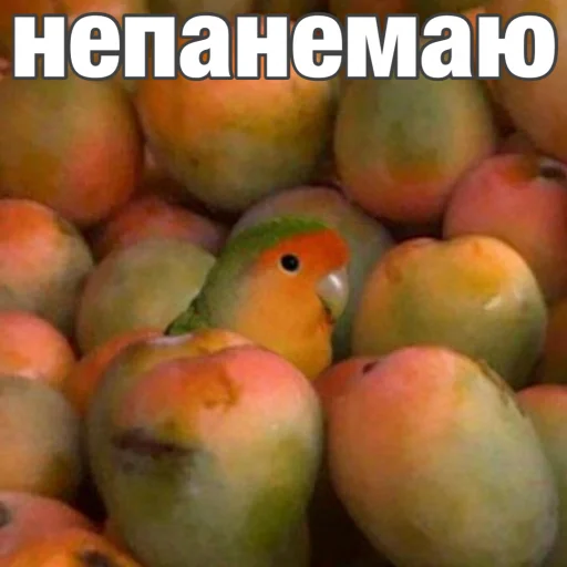 Стикер Попуги