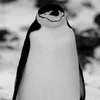 Эмодзи Penguins 🐧