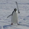 Эмодзи Penguins 🐧