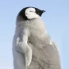 Эмодзи Penguins 🐧