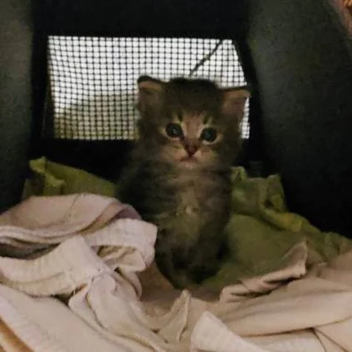 Стикер Pibimpab