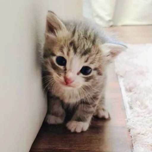 Стикер Pibimpab