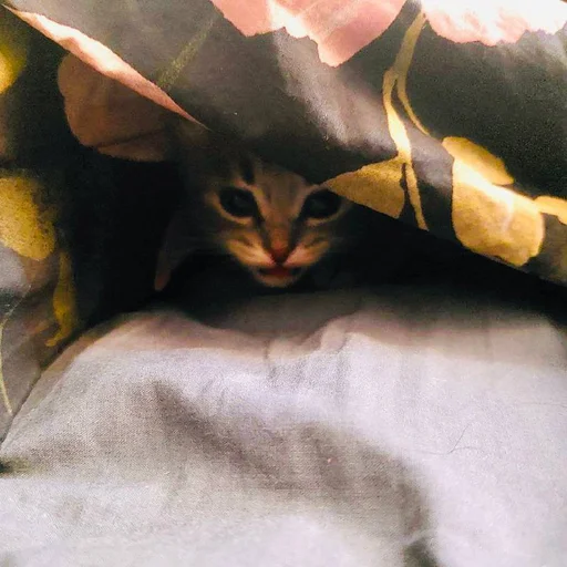 Стикер Pibimpab