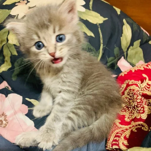 Стикер Pibimpab