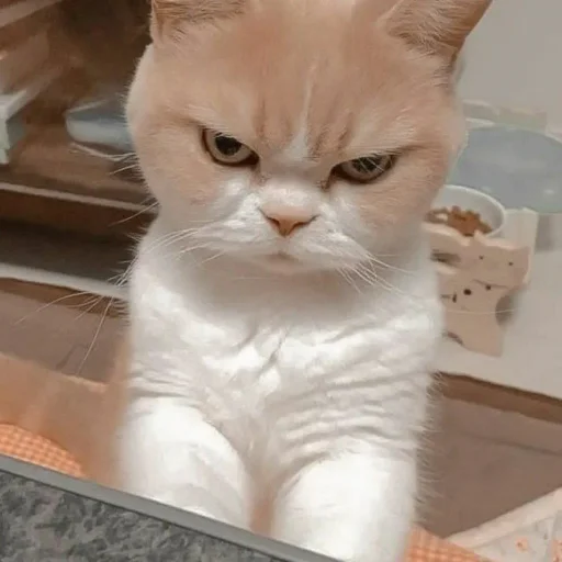 Стикер Pishi 3