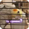 🐦