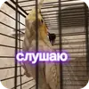 Стикер Попугай Кока