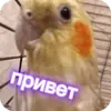 Стикер Попугай Кока