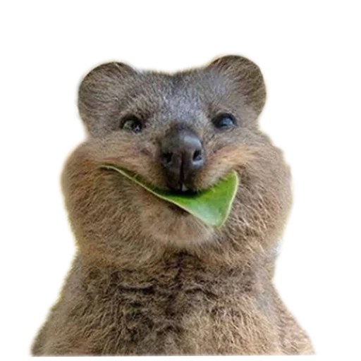Стикер Quokka