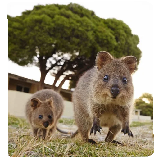 Стикер Quokka