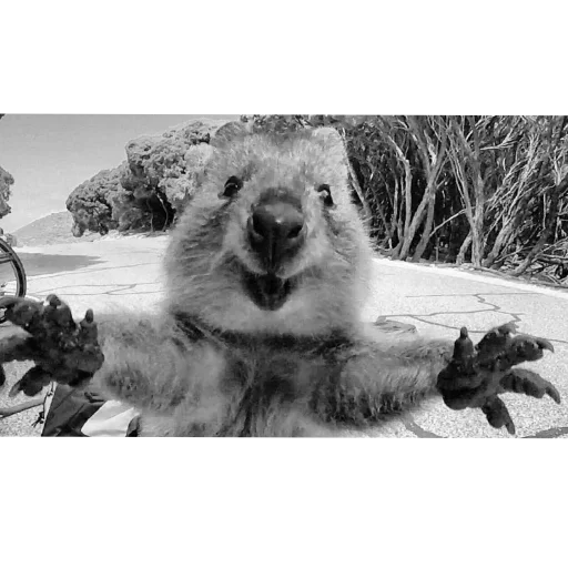 Стикер Quokka