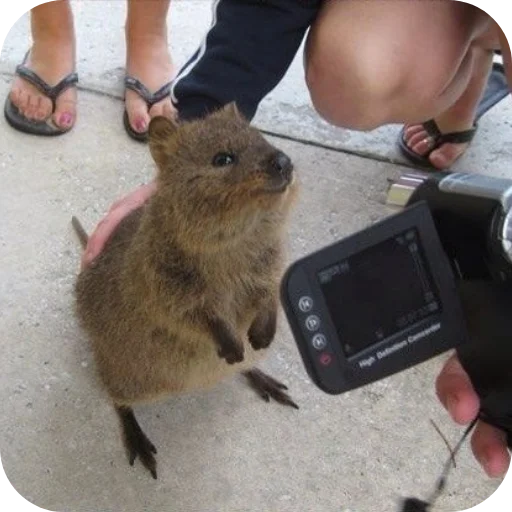 Стикер Quokka